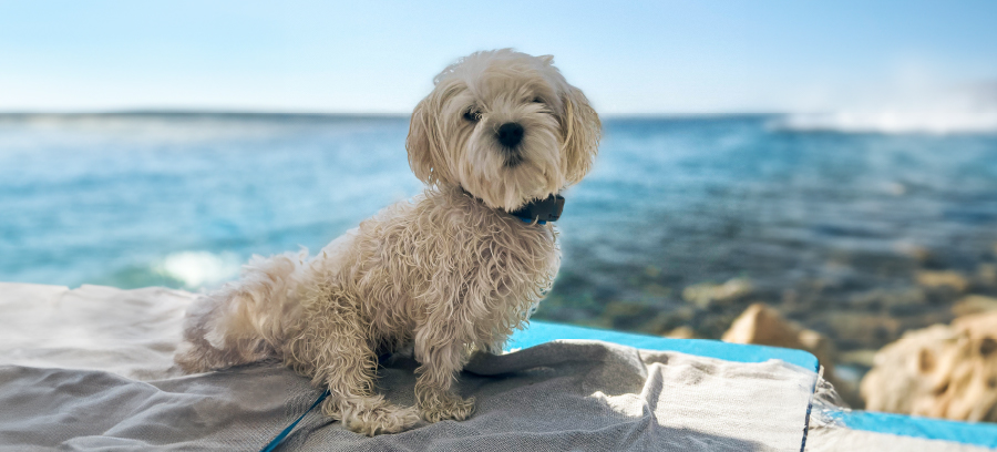 Vau plaže: 10 najboljih psećih plaža diljem naše obale