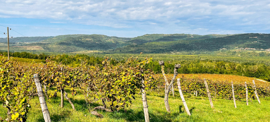 Zašto je rujan idealan za tvoj posjet Istri i uživanje u najboljim vinarijama