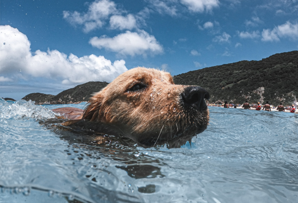 Njušimo dobre avanture – na put s kućnim ljubimcem!